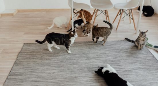 pexels-arina-krasnikova-7725995